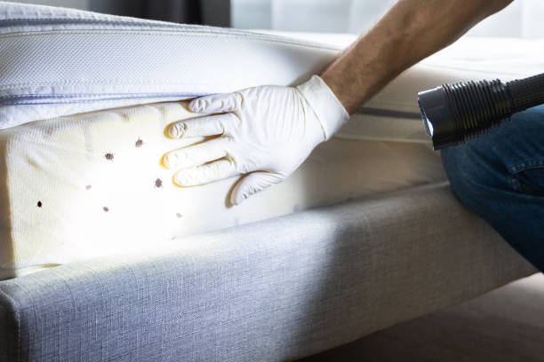 Best Mosquito Control Services  in Jefferson Valley Yorktown, NY